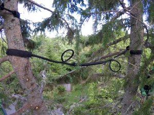 Safe Tree Bracing