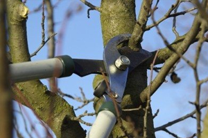 cavan monaghan Tree pruning -  tree Crown bracing 