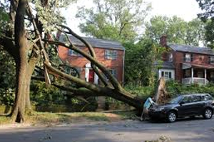 Emergency Tree removal Cavan Monaghan