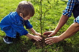 Soil and Root Management