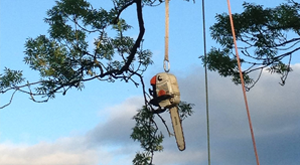 tree removal brisbane southside